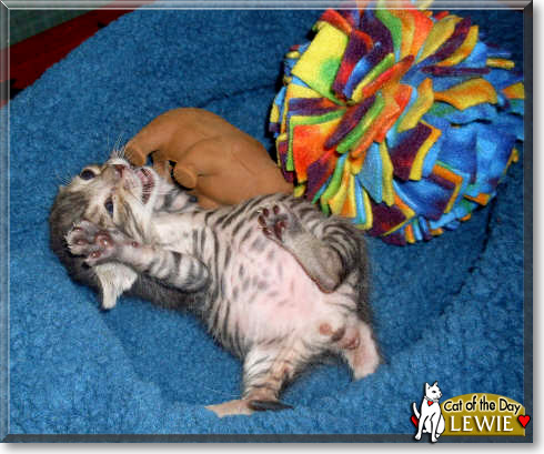 Lewie, the Cat of the Day