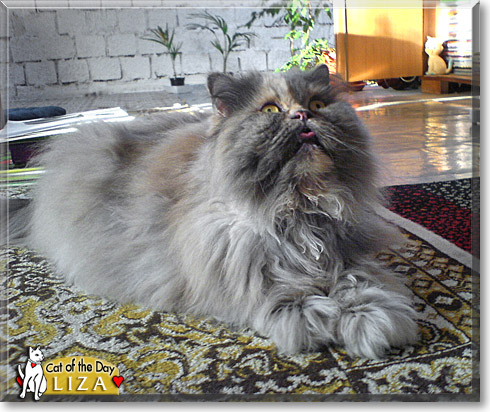 Liza, the Cat of the Day
