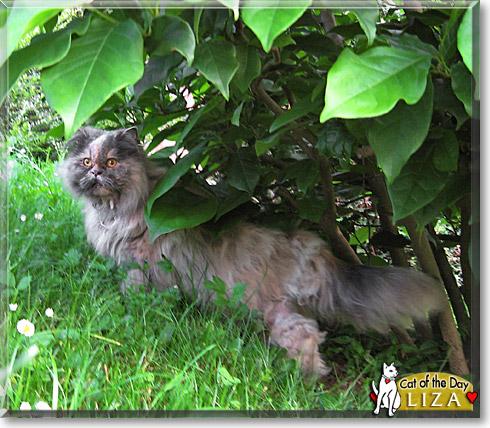 Liza, the Cat of the Day