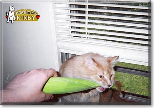Kirby, the Cat of the Day