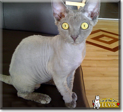 Elvis, the Cat of the Day