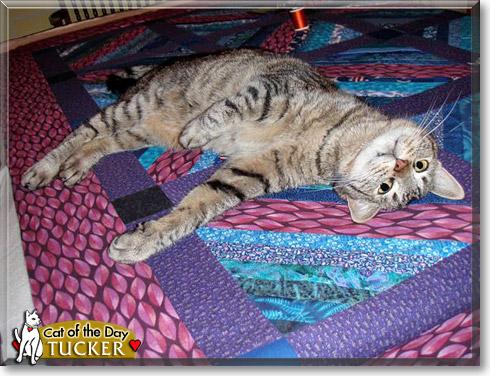 Tucker, the Cat of the Day