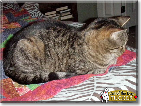 Tucker, the Cat of the Day