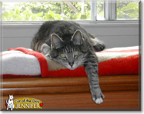 Jennifer, the Cat of the Day