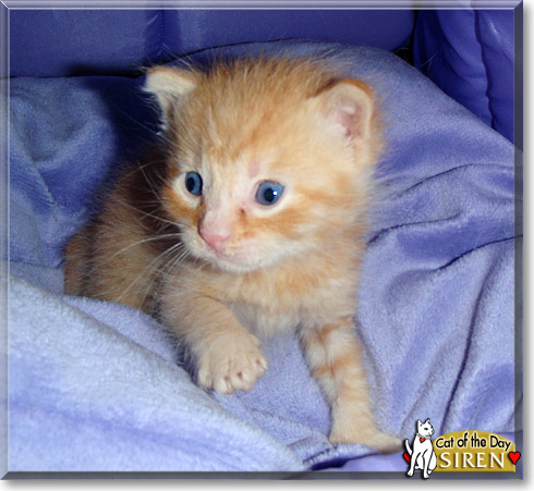 Siren, the Cat of the Day