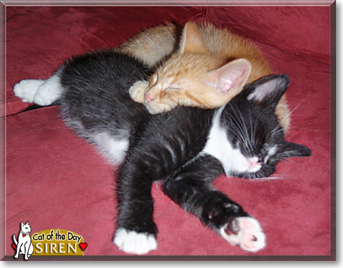 Siren, the Cat of the Day