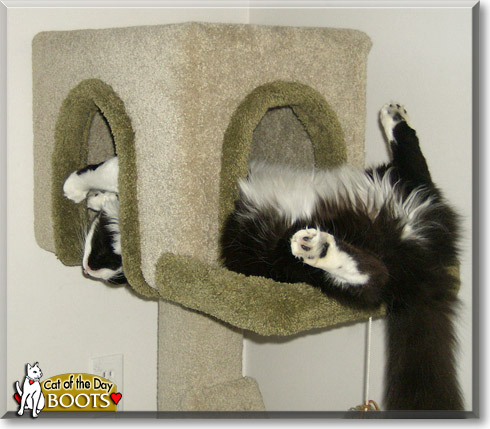 Boots, the Cat of the Day