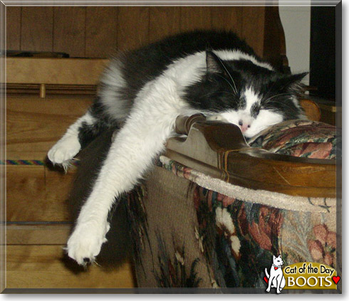 Boots, the Cat of the Day
