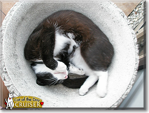 Cruiser, the Cat of the Day