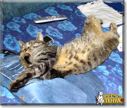 Tehya, the Cat of the Day