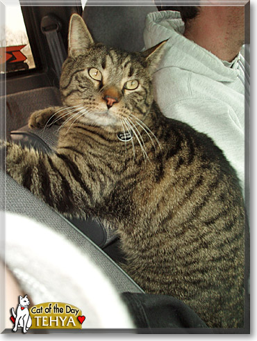 Tehya, the Cat of the Day