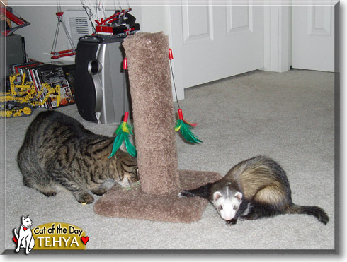 Tehya, the Cat of the Day