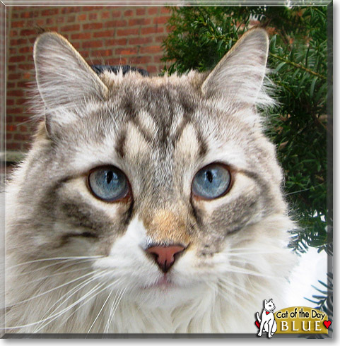 Blue, the Cat of the Day