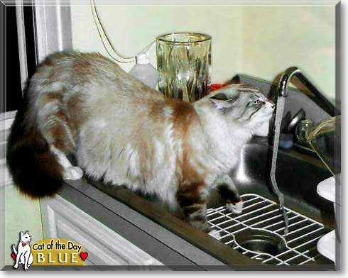Blue, the Cat of the Day