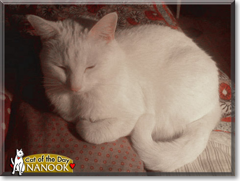 Nanook, the Cat of the Day