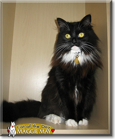 Maggie May, the Cat of the Day