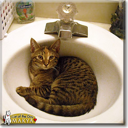 Makya, the Cat of the Day