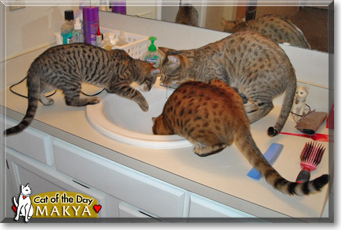 Makya, the Cat of the Day