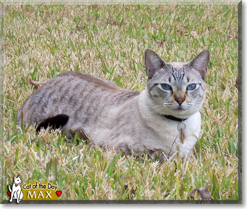 Max, the Cat of the Day