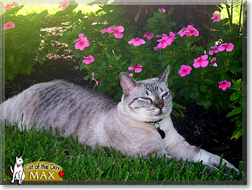 Max, the Cat of the Day
