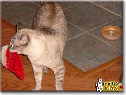 Max, the Cat of the Day