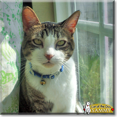 Sammy, the Cat of the Day