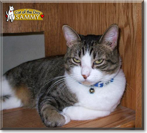 Sammy, the Cat of the Day
