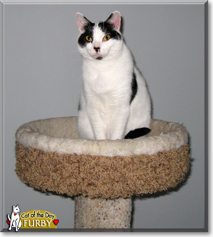 Furby, the Cat of the Day