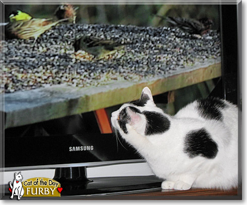 Furby, the Cat of the Day