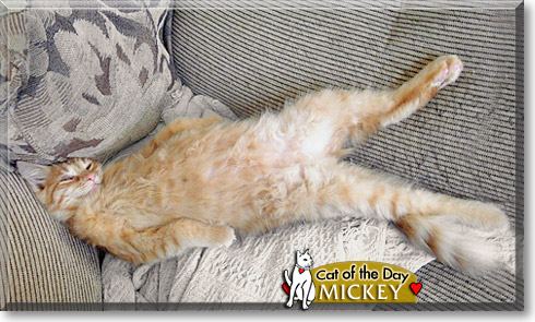 Mickey, the Cat of the Day