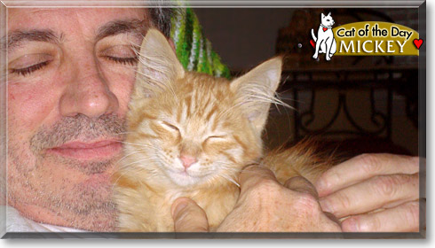 Mickey, the Cat of the Day Mickey, the Cat of the Day