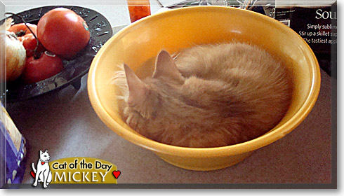 Mickey, the Cat of the Day Mickey, the Cat of the Day