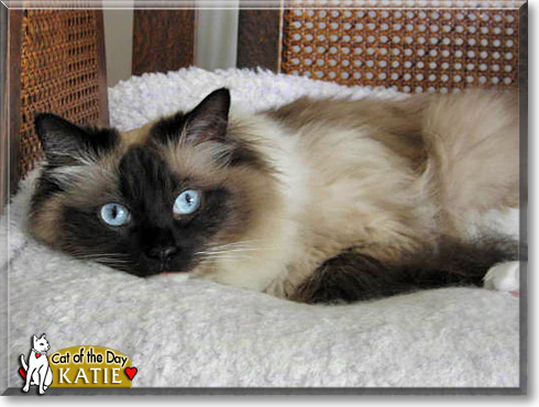 Katie, the Cat of the Day