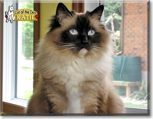 Katie, the Cat of the Day