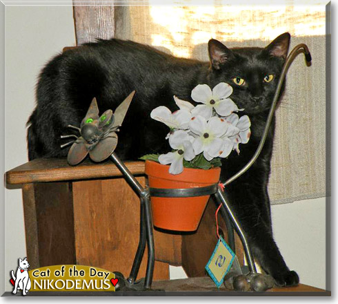 Nikodemus, the Cat of the Day