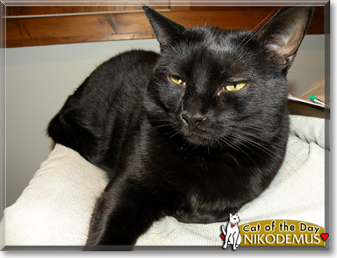 Nikodemus, the Cat of the Day