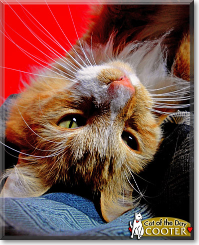 Cooter, the Cat of the Day