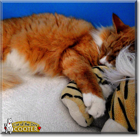 Cooter, the Cat of the Day Cooter, the Cat of the Day