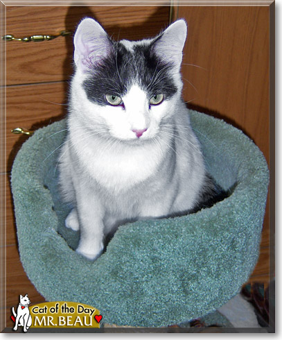 Mr. Beau, the Cat of the Day