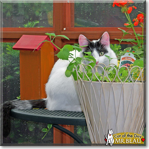 Mr. Beau, the Cat of the Day