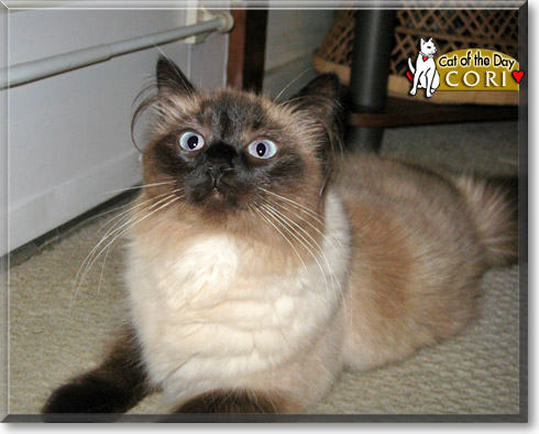 Cori, the Cat of the Day