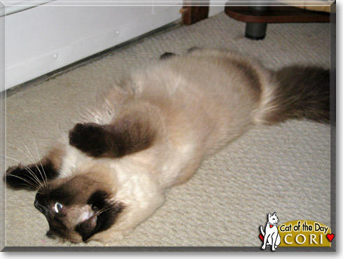 Cori, the Cat of the Day Cori, the Cat of the Day