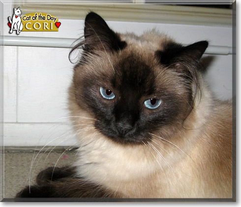 Cori, the Cat of the Day Cori, the Cat of the Day