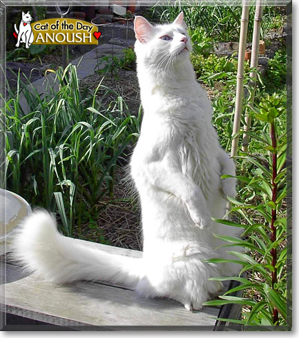 Anoush, the Cat of the Day Anoush, the Cat of the Day