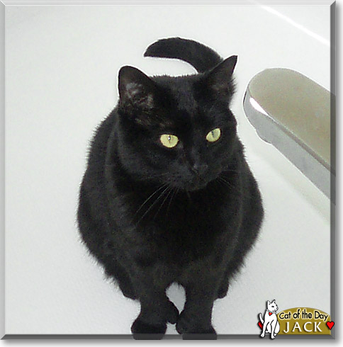 Jack, the Cat of the Day