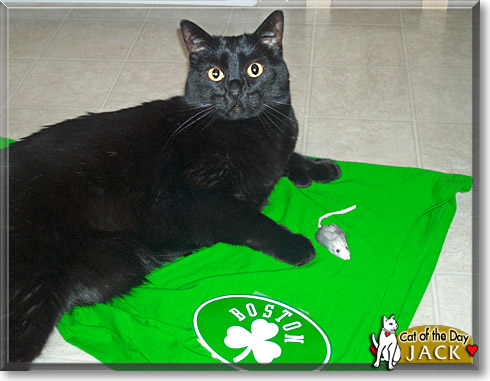 Jack, the Cat of the Day Jack, the Cat of the Day