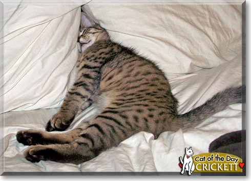 Crickett, the Cat of the Day