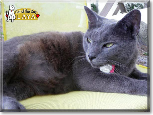 Laya, the Cat of the Day
