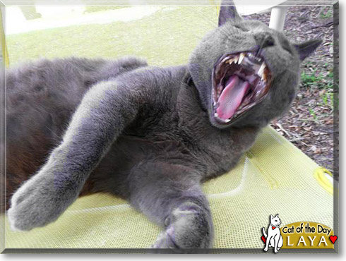Laya, the Cat of the Day