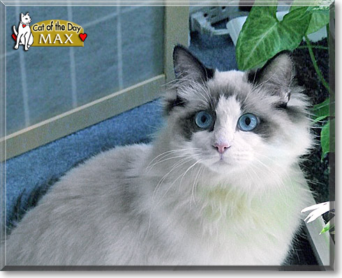 Max, the Cat of the Day
